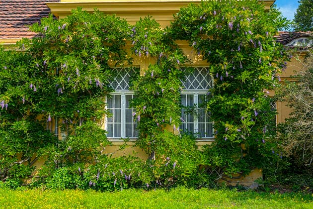 Creeper plants on a house front 1020918306