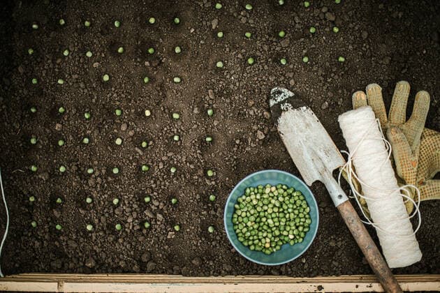 Planting seeds for their vegetable garden CR_INCH210810DC-813811-01 ,model released, Symbolfoto