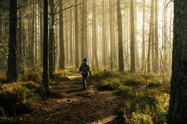 Boy in a jacket walking through the pine forest in the morning. Saint Petersburg, ?????-?????????, Russia CR_XGWK210816-815406-01 ,model released, Symbolfoto