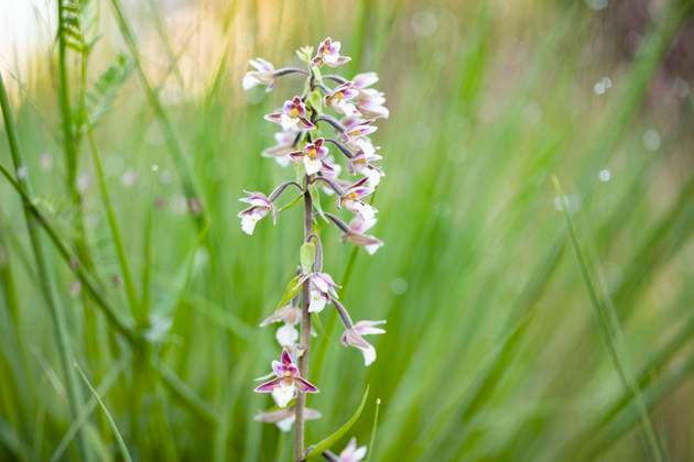 Sumpf-Stendelwurz, Sumpfstendelwurz, Sumpf-Staendelwurz, Sumpfstaendelwurz, Echte Sumpfwurz, Weisse Sumpfwurz, Sumpf-Sitter, Sumpfsitter (Epipactis palustris), bluehend, Deutschland, Bayern Marsh helleborine (Epipactis palustris), blooming, Germany, Bavaria BLWS650034 *** Marsh helleborine Epipactis palustris , flowering, Germany, Bavaria Marsh helleborine Epipactis palustris , flowering, Germany, Bavaria BLWS650034 Copyright: xblickwinkel M.xKuehnx