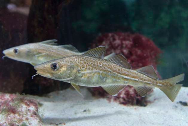  Dorsch, Atlantischer Kabeljau (Gadus morhua), Ostsee Info-Center, Eckernförde, Schleswig-Holstein, Deutschland, Europa *** Cod, Atlantic cod Gadus morhua , Baltic Sea Info Center, Eckernförde, Schleswig Holstein, Germany, Europe Copyright: imageBROKER/R.xPriemer iblprr05419317.jpg