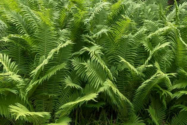 Straußenfarn (Matteuccia struthiopteris), Bayern, Deutschland, Europa *** Ostrich fern Matteuccia struthiopteris , Bavaria, Germany, Europe Copyright: imageBROKER HelmutxMeyerxzurxCapellen ibxmzc07107925.jpg