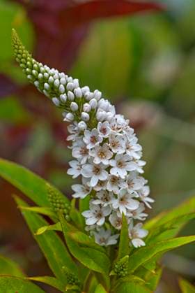 Schneefelberich (Lysimachia clethroides), Bayern, Deutschland, Europa *** Snow field plant Lysimachia clethroides , Bavaria, Germany, Europe Copyright: imageBROKER/HelmutxMeyerxzurxCapellen ibxmzc07109718.jpg