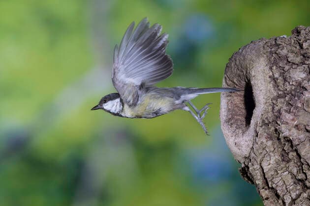 Creative Highlights World Kohlmeise, Kohl-Meise (Parus major), fliegt von der Bruthoehle ab, Deutschland great tit (Parus major), takes off the breeding cave, Germany BLWS650248 *** Great Tit, Great Tit Parus major , flies off the breeding cave, Germany great tit Parus major , takes off the breeding cave, Germany BLWS650248 Copyright: xblickwinkel F.xHeckerx