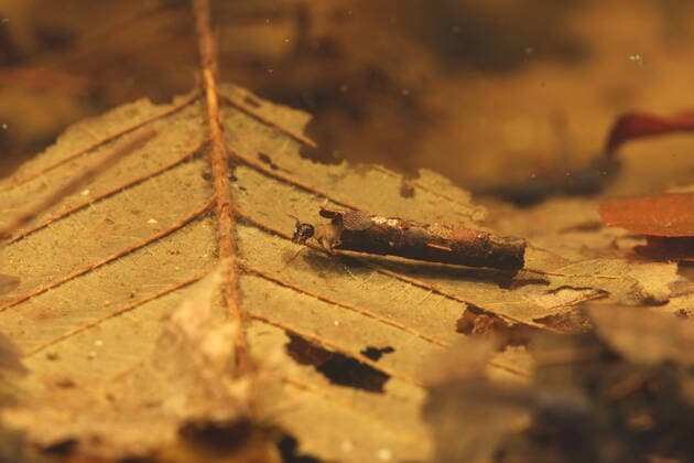 IMAGO Nature: Unsere Erde, Tiere, Tierische Meister der Tarnung Creative Highlights World Koecherfliege, Glyphotaelius pellucidus (Glyphotaelius pellucidus), Larve mit rundem Koecher aus Falllaub, Deutschland, Bayern caddis flies (Glyphotaelius pellucidus), larva with round larval case made from fallen leaves, Germany, Bavaria BLWS649673 *** Caddis fly Glyphotaelius pellucidus Glyphotaelius pellucidus , larva with round larval case made from fallen leaves, Germany, Bavaria caddis flies Glyphotaelius pellucidus , larva with round larval case made from fallen leaves, Germany, Bavaria BLWS649673 Copyright: xblickwinkel A.xHartlx