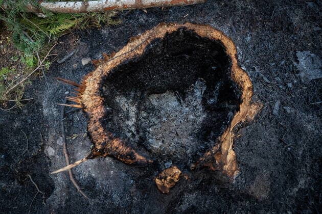 August 25, 2021, VERNON, BC, Canada: A tree that was severely affected by drought is seen with the inside completely burned out after the B.C. Wildfire Service conducted a controlled burn to help contain the White Rock Lake wildfire on Okanagan Indian Band land, northwest of Vernon, B.C., on Wednesday, August 25, 2021. VERNON Canada  - ZUMAc35_ 20210825_zaf_c35_085 Copyright: xDarrylxDyckx