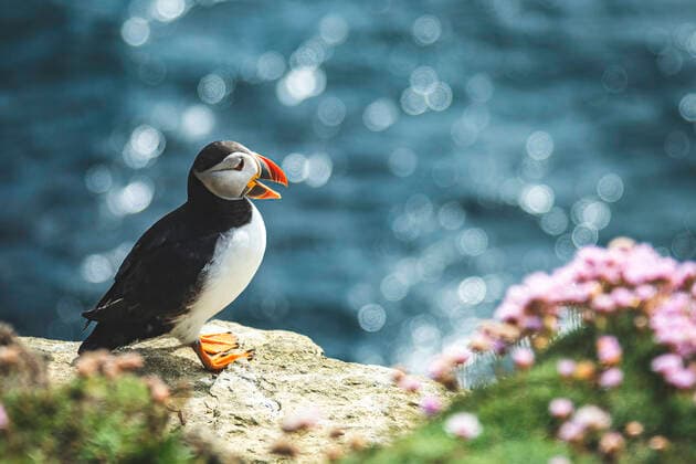 Puffins on the Brough of Birsay on the Isles of Orkney in Scotland. Copyright: xLoopxImages TomxMcShanex TME05621014