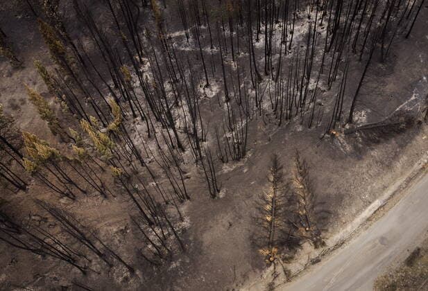 August 26, 2021, MONTE LAKE, BC, Canada: Trees burnt by the White Rock Lake wildfire earlier this month are seen, in Monte Lake, B.C., on Thursday, August 26, 2021. MONTE LAKE Canada  - ZUMAc35_ 20210826_zaf_c35_048 Copyright: xDarrylxDyckx