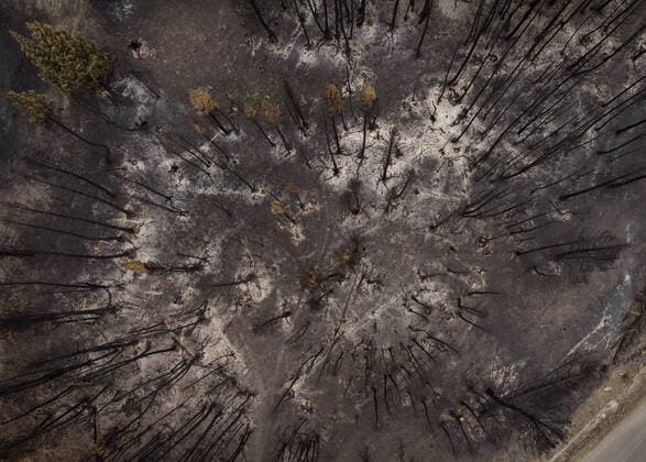 August 26, 2021, MONTE LAKE, BC, Canada: Trees burnt by the White Rock Lake wildfire earlier this month are seen, in Monte Lake, B.C., on Thursday, August 26, 2021. MONTE LAKE Canada  - ZUMAc35_ 20210826_zaf_c35_064 Copyright: xDarrylxDyckx