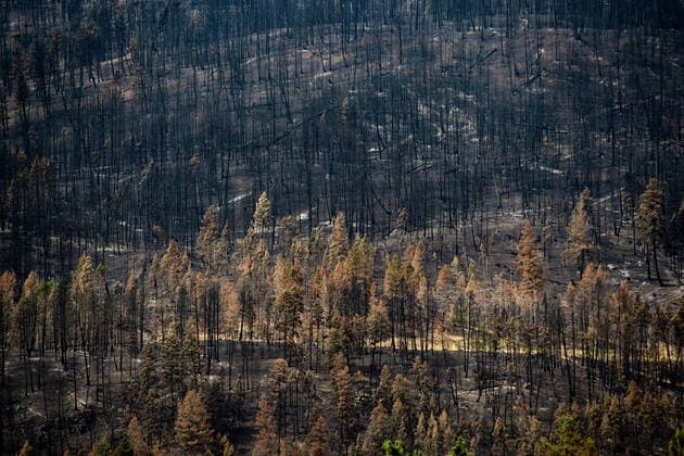 August 26, 2021, MONTE LAKE, BC, Canada: Trees burnt by the White Rock Lake wildfire earlier this month are seen on the side of a mountain in Monte Lake, B.C., on Thursday, August 26, 2021. MONTE LAKE Canada  - ZUMAc35_ 20210826_zaf_c35_065 Copyright: xDarrylxDyckx