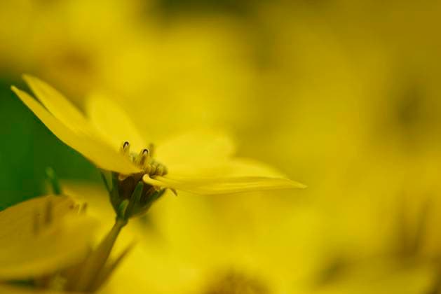 Zeckensamen (Coreopsis verticillata) *** Tick seed Coreopsis verticillata Copyright: imageBROKER J.xMoebes iblmoj05498474.jpg