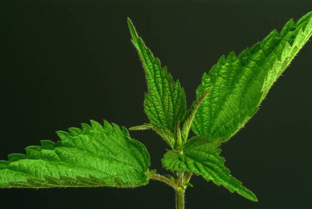 Heilpflanze Brennessel, Urtica dioica, Ortica, medicinal plant stinging nettle, common nettle, Urtica dioica , Heilpflanze Brennnessel, kann verzehrt oder als Tee getrunken werden. Aufgrund ihrer Fülle an Vitalstoffen gilt sie als Superfood. Sie hilft bei Arthrose, Rheuma, Prostatabeschwerden und Blasenproblemen und kann entzündliche Darmerkrankungen wie Morbus Crohn und Colitis Ulcerosa positiv beeinflussen, Heilpflanzliche Anwendung ohne Gewähr, Aufnahmedatum unbekannt 1f-946231