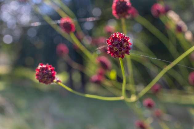 Pflanzenwelt Bayern 30.08.2021, GER, Bayern, Passau: Großer Wiesenknopf (Sanguisorba officinalis) auf einer Ausgleichsfläche in Kohlbruck *** Pflanzenwelt Bayern 30 08 2021, GER, Bavaria, Passau Great meadow-grass Sanguisorba officinalis on a compensation area in Kohlbruck