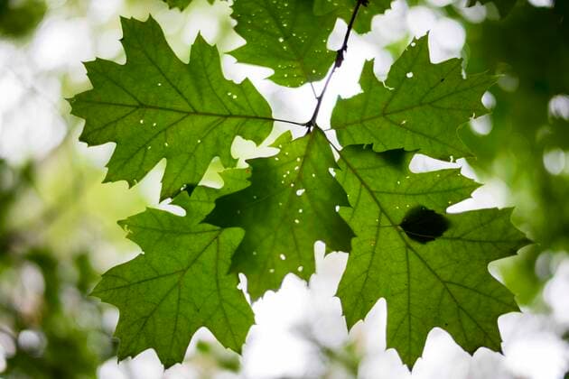 August 30, 2021, Poznan, Wielkopolska, Poland: In nature, one can observe variety of shapes, patterns and colors charactersitic for late summer in Poland. In the picture: leaves of the Quercus rubra. Poznan Poland - ZUMAt233 20210830_zap_t233_009 Copyright: xDawidxTatarkiewiczx