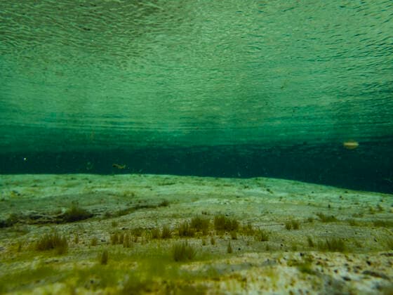 Creative Highlights World Yax Kin Natural Freshwater Pond An Tourist Attraction In Tulum TULUM, MEXICO -SEPTEMBER 2: Algae at the bottom of the waters of the Yax Kin natural pond, to 13 km from the town of Tulum, in the state of Quintana Roo. The Yax Kin natural pond is a place with crystal clear waters surrounded by vegetation, due to its tranquility and its location is a natural attraction that receives hundreds of national and foreign tourists. On September 2, 2021 in Tulum, Mexico. (Photo by Natalia Pescador Eyepix Group) Copyright: xNataliaxPescadorx EYEPIXGROUP_NP_02092021_13749