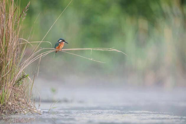 Creative Highlights World Eisvogel (Alcedo atthis), sitzt auf Schilfhalmen ueber einem Bach, Deutschland, Bayern river kingfisher (Alcedo atthis), perched on blades of reed above a brook, Germany, Bavaria BLWS651145 *** Kingfisher Alcedo atthis , perched on blades of reed above a brook, Germany, Bavaria river kingfisher Alcedo atthis , perched on blades of reed above a brook, Germany, Bavaria BLWS651145 Copyright: xblickwinkel M.xKuehnx