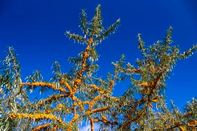 Creative Highlights World Sanddorn, Sand-Dorn (Hippophae rhamnoides), mit reifen Fruechten, Deutschland, Mecklenburg-Vorpommern, Ruegen common seabuckthorn (Hippophae rhamnoides), with ripe fruits, Germany, Mecklenburg-Western Pomerania, Ruegen BLWS651212 *** Sea buckthorn Hippophae rhamnoides , with ripe fruits, Germany, Mecklenburg Western Pomerania, Ruegen common seabuckthorn Hippophae rhamnoides , with ripe fruits, Germany, Mecklenburg Western Pomerania, Ruegen BLWS651212 Copyright: xblickwinkel A.xHeldx
