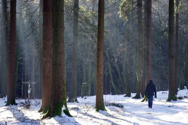  Spaziergänger im Wald, Taunus, Hessen, Deutschland, Europa *** Walker in the forest, Taunus, Hesse, Germany, Europe Copyright: imageBROKER/G.xThielmann ibltge05431809.jpg