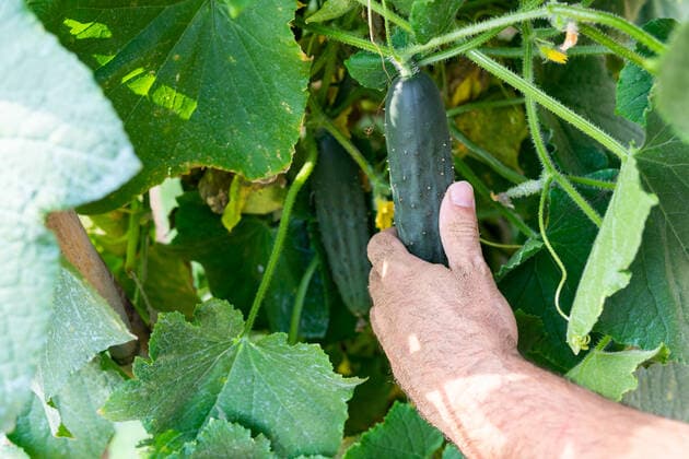 IMAGO Creative: Sommer, Sommertage im Garten Crop faceless farmer picking green cucumber on field in summer in countryside, Model released DavidMunoz_JosemiOrchard_10.jpg Copyright: xDavidxMunozx MR