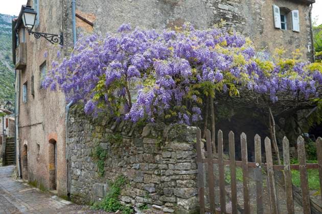 Blauregen, Glyzine, Glyzinie, Glycinie, Wisterie, Chinesischer Blauregen (Wisteria sinensis), blueht an einem alten Haus, Deutschland Chinese wisteria (Wisteria sinensis), blooming at an old house, Germany BLWS651410 *** Wisteria Wisteria sinensis , blooming at an old house, Germany Chinese wisteria Wisteria sinensis , blooming at an old house, Germany BLWS651410 Copyright: xblickwinkel F.xHeckerx