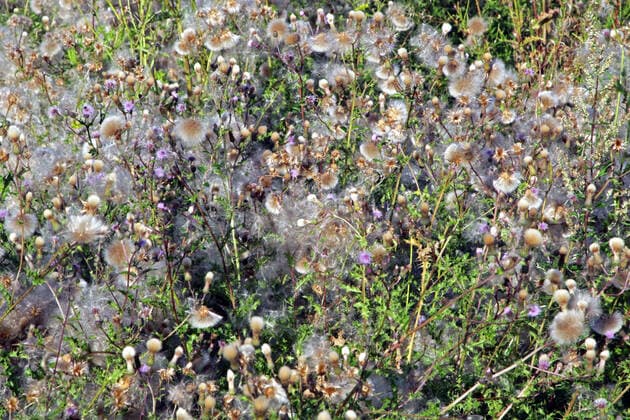 Disteln an Weg- und Feldrändern Die teils verblühte Acker-Kratzdistel schimmert zwischen vereinzelten Blüten grausilber in der Landschaft *** Thistles along paths and field margins The partly faded field thistle shimmers grey-silver in the landscape between isolated blossoms
