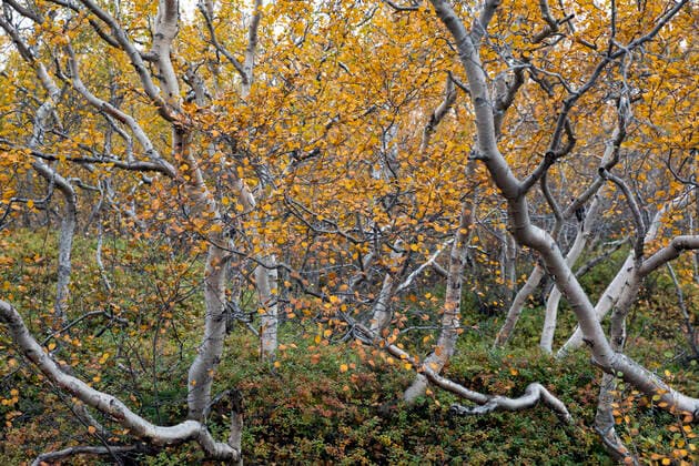 Moorbirke, Moor-Birke, Haar-Birke, Haarbirke, Behaarte Birke, Besen-Birke, Besenbirke (Betula pubescens), Moorbirkenwald in Herbstfaerbung, Island downy birch, moor birch, white birch, downy-birch, moor-birch, white-birch, European white birch, hairy birch (Betula pubescens), downy birch forest with autumn colours, Iceland BLWS651604 *** Downy birch, European white birch, downy birch forest with autumn colours, Iceland BLWS651604 , downy birch forest with autumn colours, Iceland BLWS651604 , downy birch forest with autumn colours, Iceland BLWS651604 Copyright: xblickwinkel F.xHeckerx