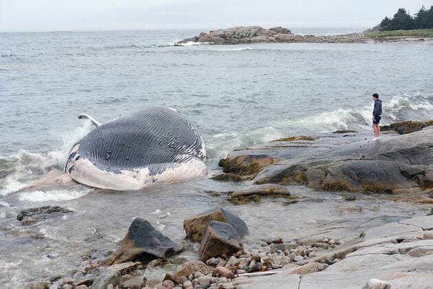 September 10, 2021, Crystal Crescent Beach Provincia, NS, Canada: The remains of a blue whale of unknown age lies washed up on the shores of Crystal Crescent Beach Provincial Park, N.S., Friday, Sept. 10, 2021. Crystal Crescent Beach Provincia Canada  - ZUMAc35_ 20210910_zaf_c35_022 Copyright: xTedxPritchardx