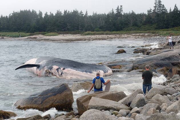 September 10, 2021, Crystal Crescent Beach Provincia, NS, Canada: The remains of a blue whale of unknown age lies washed up on the shores of Crystal Crescent Beach Provincial Park, N.S., Friday, Sept. 10, 2021. Crystal Crescent Beach Provincia Canada  - ZUMAc35_ 20210910_zaf_c35_023 Copyright: xTedxPritchardx