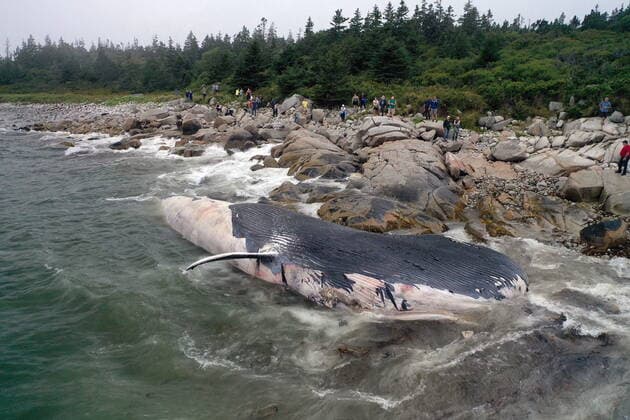September 10, 2021, Crystal Crescent Beach Provincia, NS, Canada: The remains of a blue whale of unknown age lies washed up on the shores of Crystal Crescent Beach Provincial Park, N.S., Friday, Sept. 10, 2021. Crystal Crescent Beach Provincia Canada  - ZUMAc35_ 20210910_zaf_c35_027 Copyright: xTedxPritchardx