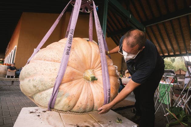 Bilder des Jahres 2021, News 09 September News Themen der Woche KW36 News Bilder des Tages NRW-Kürbis-Wiegemeisterschaft in Lohmar (210912) -- LOHMAR (GERMANY), Sept. 12, 2021 -- A staff member weighs a pumpkin during a traditional pumpkin festival in Lohmar, a town near Cologne, Germany, on Sept. 12, 2021. (Photo by Xinhua) GERMANY-LOHMAR-PUMPKIN-FESTIVAL TangxYing 