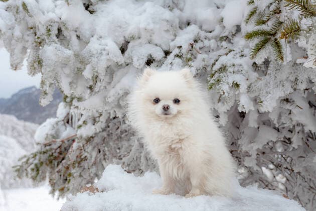 The pet dog China, 02 03 2021, Copyright: xViewxStockx, Ref:242-0001789.jpg, Pets, dog, dog, outdoor environment, snow, snow, cold, trees, freezing, mountains, animals, and the east, China, standing, love, rest, white, close-up, happy, mammals, livestock, an animal, dog, unmanned, photography, relax, quiet, vertebrates, curiosity, color images, lovely, day, horizontal composition, portrait, animal theme, choose to focus, animals, animal hair, mammals, loyalty, side view, hairy, canine Copyright: xViewxStockx