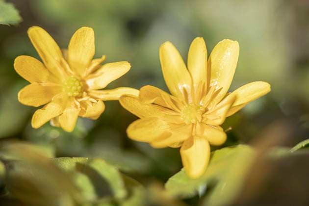 Scharbockskraut, Scharbocks-Kraut (Ranunculus ficaria, Ficaria verna), Bluehend, Deutschland, Bayern lesser celandine, fig-root butter-cup (Ranunculus ficaria, Ficaria verna), Blooming, Germany, Bavaria BLWS651782 *** Scharbocks Kraut Ranunculus ficaria, Ficaria verna , Blooming, Germany, Bavaria lesser celandine, fig root butter cup Ranunculus ficaria, Ficaria verna , Blooming, Germany, Bavaria BLWS651782 Copyright: xblickwinkel M.xKuehnx