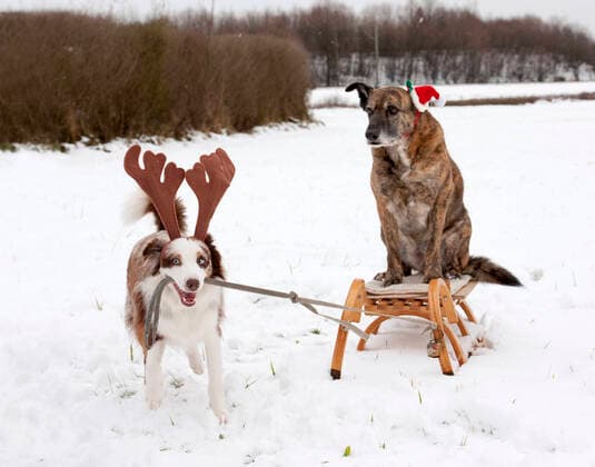 hund,schlitten,verkleidet,weihnachtshund,hunde,rodel,rodelschlitten,kostüm,kostüme,kostümieren,kostümiert,kostümierung,kostümierungen,verkleiden,verkleidung,verkleidungen *** dog,sleigh,disguises,christmas dog,dogs,sleighs,disguise,christmas dogs fpd-fg3