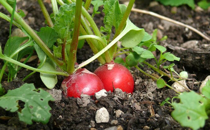 IMAGO Creative, Sommer, Food, Radieschen radieschen,gemüsebeet,beet,beete,gemüsebeete *** radish,vegetable garden,radishs,vegetable gardens ifo-fuj