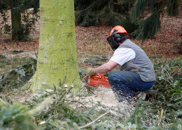 holzwirtschaft,sägen,waldarbeit,forstwirtschaft,waldwirtschaft,säge,forstarbeit,forstarbeiten,waldarbeiten *** timber industry,sawing,forest work,lumber industry,timber industries,forest works n9a-k5y