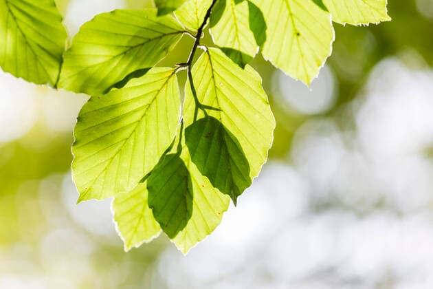 Rotbuche, Rot-Buche, Buche (Fagus sylvatica), Blaetter im Gegenlicht, Deutschland, Mecklenburg-Vorpommern, Naturpark Feldberger Seenlandschaft common beech (Fagus sylvatica), leaves in backlight, Germany, Mecklenburg-Western Pomerania, Natural Park Feldberger Seenlandschaft BLWS652240 *** Common beech Fagus sylvatica , leaves in backlight, Germany, Mecklenburg Western Pomerania, Natural Park Feldberger Seenlandschaft BLWS652240 Copyright: xblickwinkel A.xHeldx