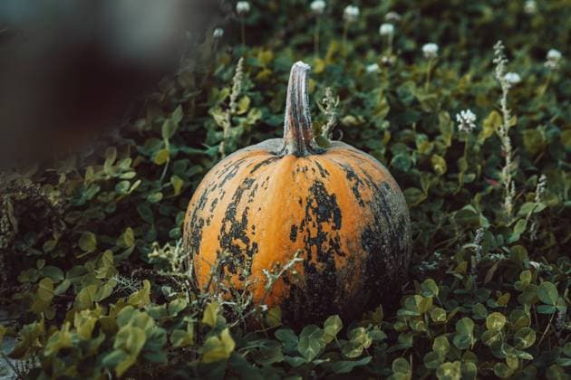 Augsburg, Bavaria, Germany - 12 September 2021: Typical Styrian oil pumpkin on a pumpkin field *** Typisch Steirischer Öl Kürbis auf einem Kürbisfeld