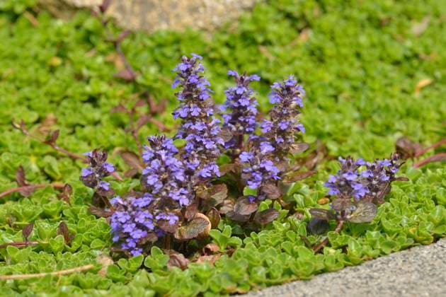 kriechender günsel,ajuga reptans *** ajuga reptans fu1-l1q