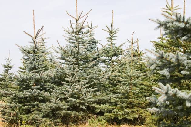 nadelbaum,tanne,baumschule,baum,bäume,nadelbäume,tannen,tannenbaum,tannenbäume,baumschulen *** coniferous tree,fir,plant nursery,coniferous trees,firs,plant nurseries gf7-fwg