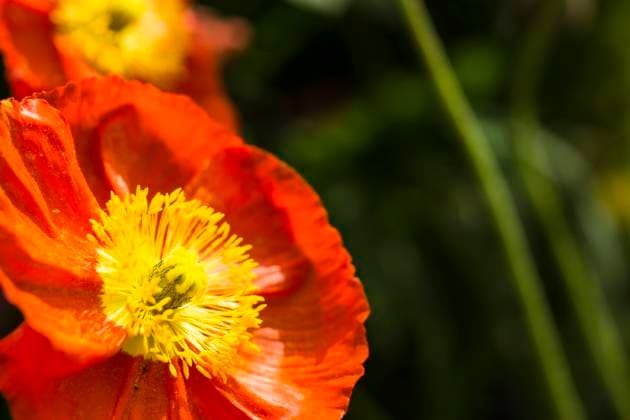 mohn,staubgefäße,islandmohn,papaver,androeceum,staubbeutel,staubblatt,staubblätter,staubgefäss,staubgefässe,staubgefäß,island mohn,island-mohn,nacktstängeliger mohn,papaver nudicaule,ziermohn *** poppy,stamens,iceland poppy,poppies,stamen,islandmohns hhm-gi9