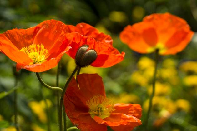 islandmohn,island mohn,island-mohn,mohn,nacktstängeliger mohn,papaver nudicaule,ziermohn *** iceland poppy,islandmohns hhm-gia