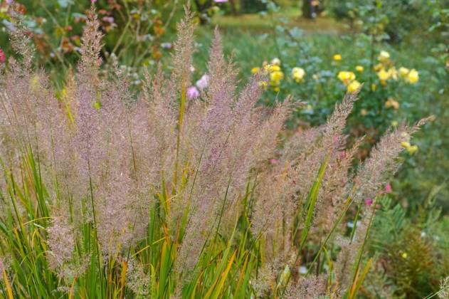 ziergras,diamantgras,calamagrostis brachytricha *** ornamental grass,Calamagrostis brachytricha ir4-n62