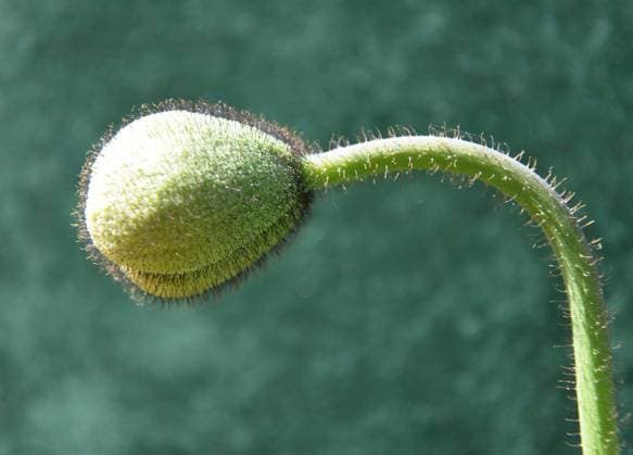 islandmohn,mohnknospe,island mohn,island-mohn,mohn,nacktstängeliger mohn,papaver nudicaule,ziermohn,knospe,knospen,mohnknospen *** iceland poppy,bud,islandmohns,buds klk-hmv