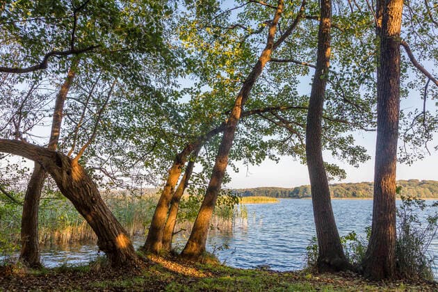 Schwarzerle, Schwarz-Erle, Schwarze Erle (Alnus glutinosa), Erlen am Ufer eines Sees, Carwitzer See, Deutschland, Mecklenburg-Vorpommern, Naturpark Feldberger Seenlandschaft common alder, black alder, European alder (Alnus glutinosa), alders on shore of Lake Carwitz, Germany, Mecklenburg-Western Pomerania, Natural Park Feldberger Seenlandschaft BLWS652329 *** Black alder, Schwarz Erle, Schwarze Erle Alnus glutinosa , Alders on shore of Lake Carwitz, Germany, Mecklenburg Western Pomerania, Natural Park Feldberger Seenlandschaft common alder, black alder, European alder Alnus glutinosa , alders on shore of Lake Carwitz, Germany, Mecklenburg Western Pomerania, Natural Park Feldberger Seenlandschaft BLWS652329 Copyright: xblickwinkel A.xHeldx