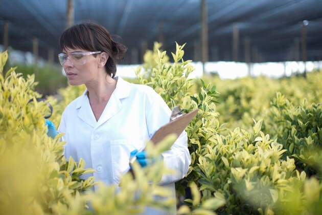 IMAGO Creative: Klimawandel - Zukunft und Innovation Scientist inspecting plants in plant nursery, 05.06.2013, Copyright: xZeroxCreativesx, model released, wearing,holding,looking,inspecting,working,green color,brown hair,abundance,serious,cultivation,growth,worry,plant,large group of objects,35 to 39 years,caucasian ethnicity,female,woman,mid adult woman,only one mid adult woman,one person,scientist,greenhouse,indoors,safety goggles,lab coat,horticulture,industry,science,check,clipboard,quality,worker,plant nursery,quality control,horticulturalist,June 2013 Release,Holding,Working,Caucasian Ethnicity,Mid Adult,35-39 Years,Female,Women,Mid Adult Women,Only Mid Adult Women,One Mid Adult Woman Only,Manual Worker,Science Occupation,Abundance,Growth,Quality,Large Group Of Objects,One Person,Wo Ref:IS09A8I90