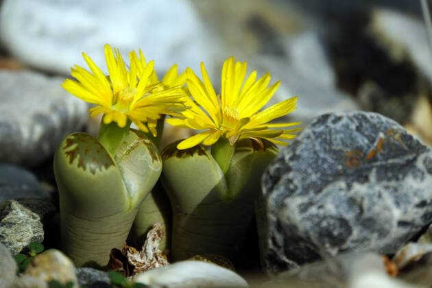 IMAGO Nature: Unsere Erde: Pflanzenwelt: Hässliche Pflanzen lithops karasmontana,lebende steine,lithops *** lithops karasmontana mch-hvl