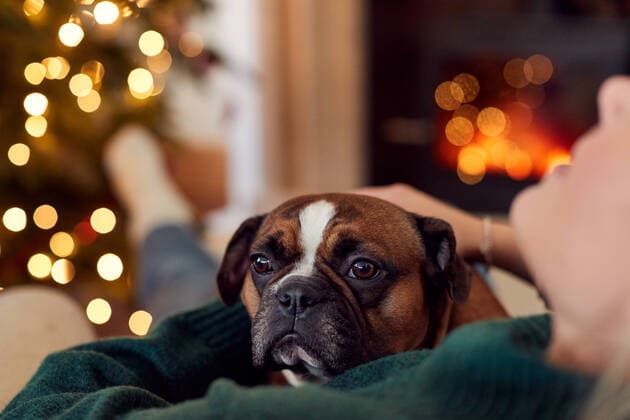 weihnachten,entspannt,französische bulldogge,weihnacht,weihnachtsfest,x-mas,xmas,gelassen,gelassenheit,bulldogge,bulldoggen,französische bulldoggen *** christmas,relaxed,french bulldog,merry christmas,x-mas,xmas,relax,relaxation,french bulldogs mmq-10ck ,model released, Symbolfoto