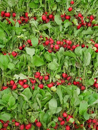 IMAGO Creative, Sommer, Food, Radieschen radieschen,ernte,ernten *** radish,harvest,radishs,harvests mpw-gf7