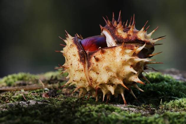 IMAGO Creative, Jahreszeit Herbst auf dem Land herbst,kastanie,kastanienschale,herbstfarben,herbstlich,jahreszeit,castanea,kastanien *** autumn,chestnut tree,chestnut shell,fall,chestnut trees,chestnut shells st0-g5a