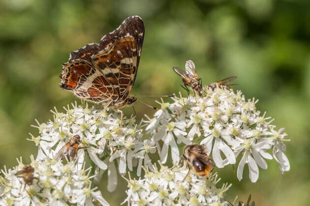 schmetterling,nektar,landkärtchen,falter,lepidoptera,schmetterlinge,araschnia levana,landkärtchenfalter,tagfalter *** butterfly,nectar,map butterfly,butterflies,nectars,map butterflies u9z-fqs